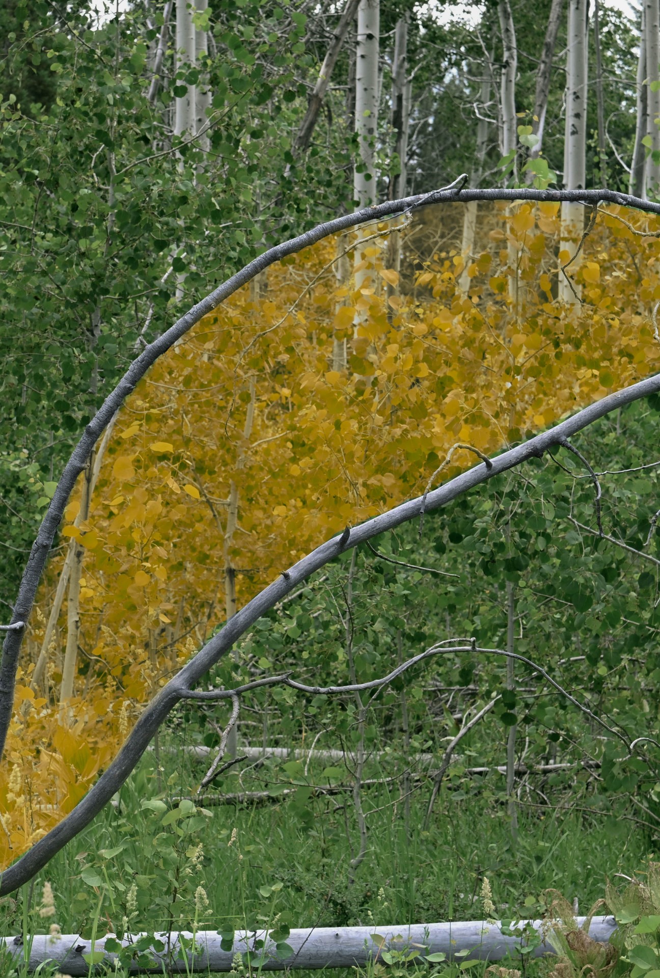 Sierra Nevada, 2026